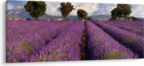 Kép - Levendula mező és hegyek (120x50 cm)