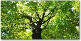 Fotó vászonkép edzett üveg Zöld erdő 140x70