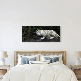 Kép - albínó tigris (120x50 cm)