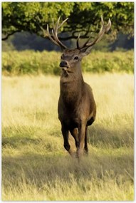 Poszterek 80x120 Szarvas a réten az erdőben