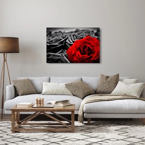 Kép - Rózsa virágok (90x60 cm)