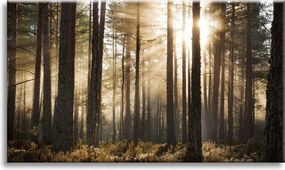 Vászonkép Nap az erdőben Hideg színek Fű 90x60 cm