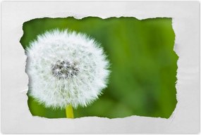 Poszterek 60x40 Pitypang Virág Virágok