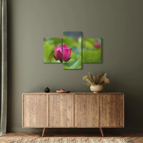 Kép - vízi növény (90x60 cm)