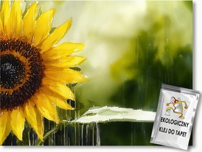 Fotótapéta Flizelina Természet Virág Napraforgó Nyár 312x219 ragasztó