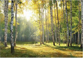 Fotótapéta nyírfa erdő arany tisztás fa fény természet a nappaliban