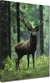 Vászonkép 70x100 Szarvas Erdő Tájkép