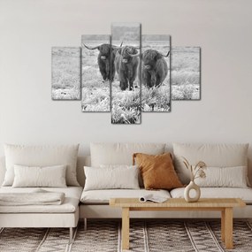 Kép - Skót tehenek, fekete-fehér (150x105 cm)