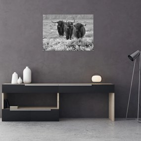 Kép - Skót tehenek (70x50 cm)
