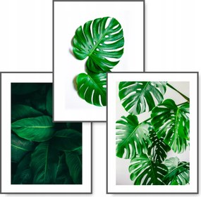 Monstera 3 db-os kép szett 59,4x42 levél poszter #43B