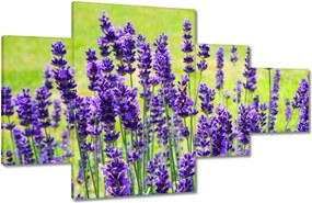 Vászonkép 130x80 Levendula virágok