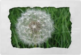 Poszterek 120x80 Pitypang Virág Virágok