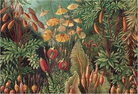 Tapéta Flizelin Falfestmény Prémium Egzotikus kert 152x104 Ragasztó