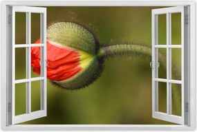 Poszterek 90x60 Pipacs Virágok