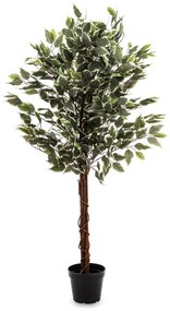 Dísznövény Ficus Műanyag Zöld 130x65x65cm-2