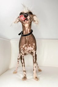 Fotográfia Chinese Crested dog portrait., - Fotosearch, (26.7 x 40 cm)