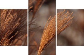 Kép - Cortaderia (90x60 cm)