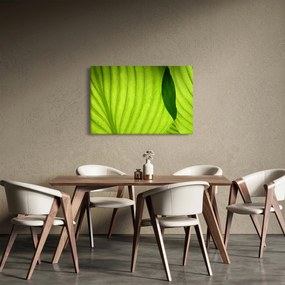 Kép - Zöld levél részlete (90x60 cm)