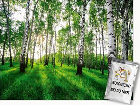 Fotótapéta Nyírfa Erdő 3D Fák Hálószoba Nappali Fali Tapéta 250x175