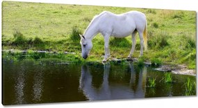 Vászonkép 115x55 Fehér ló