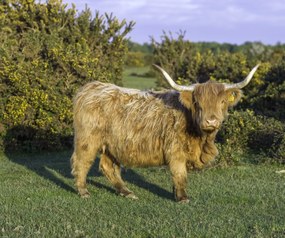 Poszter 60x50cm Tehén a faluban, Assaf Frank