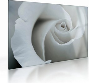Kép - Fehér rózsa (üvegen) (70x50 cm)