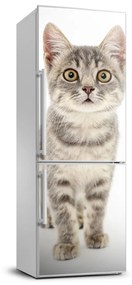Dekor matrica hűtőre Szürke macska FridgeStick-70x190-f-91505124