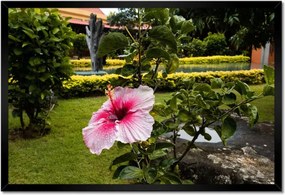 Poszterek keretben 60x40 Virágok