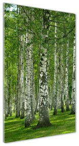 Üvegfotó Nyírfa erdő osv-65572526