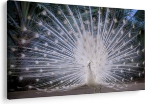 Kép - Fehér páva (90x60 cm)
