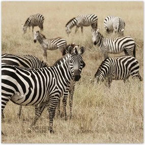 Poszterek 100x100 Zebrák a szavannán