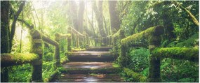 Kép - falépcsők az erdőben (120x50 cm)