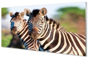 Akrilkép zebra 140x70 cm