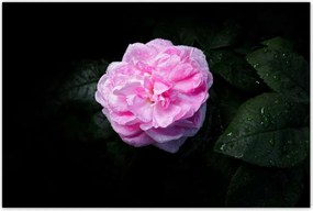 Poszterek 120x80 Rózsaszín bazsarózsa cseppekkel