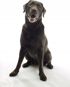 Poszter 30x45cm Barna labrador, fehér alapon, Assaf Frank