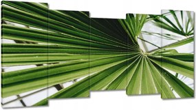 Vászonkép 150x80 Pálmalevél Levél