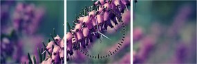 Levandula képe (órával) (90x30 cm)