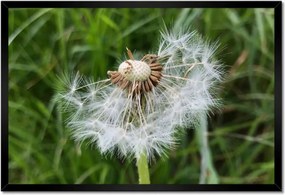 Poszterek keretben 60x40 Pitypang Virág Virágok