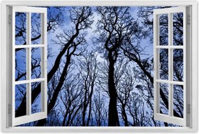 Poszterek 120x80 Erdő Fák Kilátás alulról