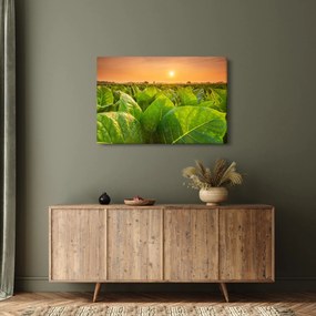 Kép - Mező (90x60 cm)