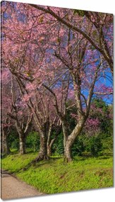 Vászonkép 80x120 Virágzó cseresznye