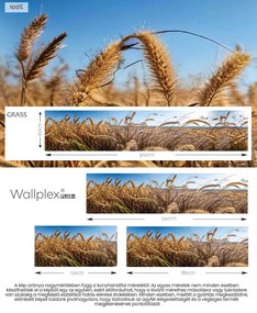 Wallplex konyhahátfal Grass (Méret: 60x120)