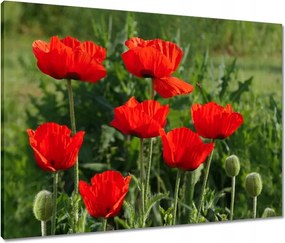 Vászonkép 80x60 Pipacs Virágok