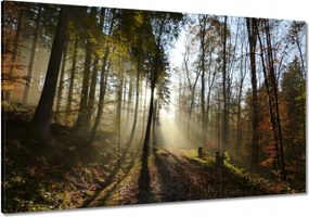 Képek 120x80 Napfelkelte az erdőben