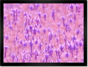 Poszterek keretben 40x30 Levendula tenger