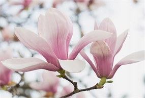 Fotótapéta Flizelin Hálószoba és Nappali tapéta Magnólia virágok 104x70
