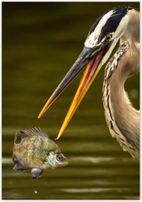 Poszterek 70x100 Kalapos madár Tájkép Kilátás