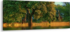 Zsiráf a természetben képe (120x50 cm)
