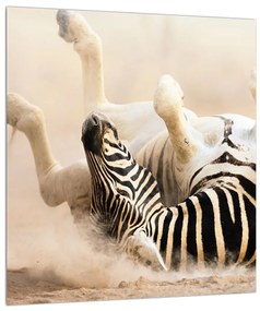 Fekvő zebra képe (30x30 cm)