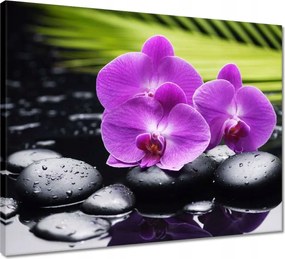Vászonkép 50x40 Orchidea a köveken